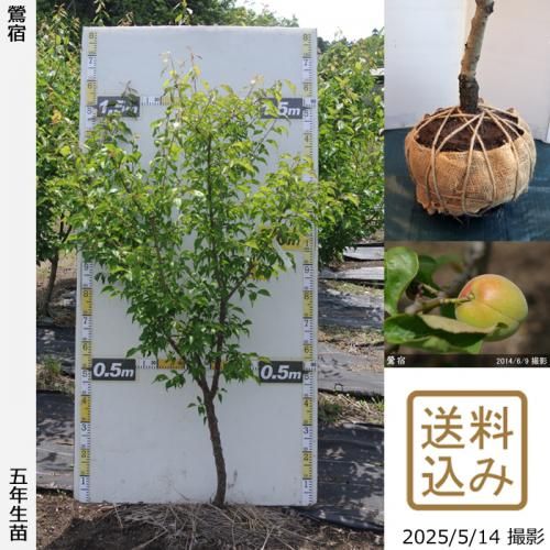 <img class='new_mark_img1' src='https://img.shop-pro.jp/img/new/icons14.gif' style='border:none;display:inline;margin:0px;padding:0px;width:auto;' />2025ǯͽʡġ()(夯)[Ϸ 2021ǯ:M]ռӡ
