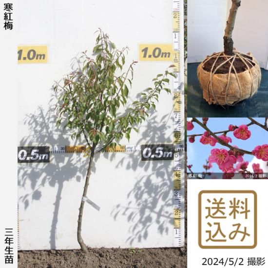 【順次出荷中】3年生苗◇ウメ(