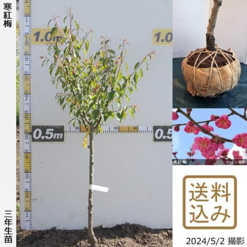 【順次出荷中】3年生苗◇ウメ(