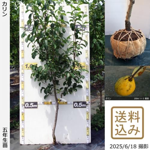 <img class='new_mark_img1' src='https://img.shop-pro.jp/img/new/icons14.gif' style='border:none;display:inline;margin:0px;padding:0px;width:auto;' />2025ǯͽʡġ()[Ϸ 2021ǯ:M]