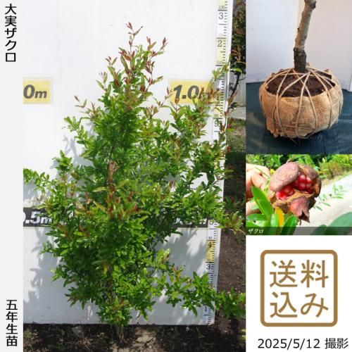 <img class='new_mark_img1' src='https://img.shop-pro.jp/img/new/icons14.gif' style='border:none;display:inline;margin:0px;padding:0px;width:auto;' />2025ǯͽʡġ¥()[Ϸ 2021ǯ:M]ռӡ
