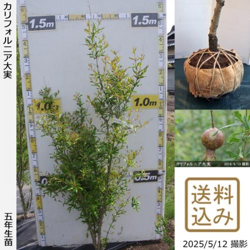 <img class='new_mark_img1' src='https://img.shop-pro.jp/img/new/icons14.gif' style='border:none;display:inline;margin:0px;padding:0px;width:auto;' />2025ǯͽʡġե˥¥()[Ϸ 2021ǯ:M]