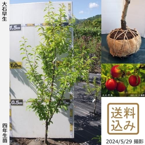 【2025年度予約商品】大苗◇