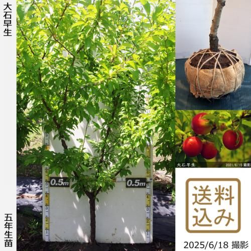2025ǯͽʡġ( ץ)(碌)[Ϸ 2021ǯ:LL]緿