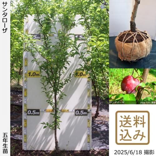 <img class='new_mark_img1' src='https://img.shop-pro.jp/img/new/icons14.gif' style='border:none;display:inline;margin:0px;padding:0px;width:auto;' />Sѡ2025ǯͽʡġ( ץ)󥿥[Ϸ 2021ǯ:M]ռӡ