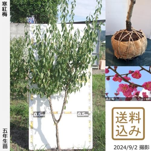 【順次出荷中】大苗◇ウメ(花梅