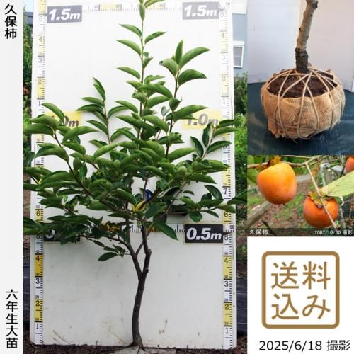 <img class='new_mark_img1' src='https://img.shop-pro.jp/img/new/icons14.gif' style='border:none;display:inline;margin:0px;padding:0px;width:auto;' />2025ǯͽʡġ(Դų)()[Ϸ 2020ǯ:S]ռӡ