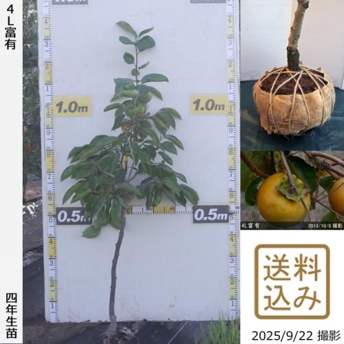<img class='new_mark_img1' src='https://img.shop-pro.jp/img/new/icons14.gif' style='border:none;display:inline;margin:0px;padding:0px;width:auto;' />2025ǯͽʡġ(ų) 4Lͭ(դ椦)[Ϸ 2022ǯ:S]ռӡ