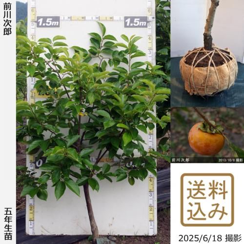 <img class='new_mark_img1' src='https://img.shop-pro.jp/img/new/icons14.gif' style='border:none;display:inline;margin:0px;padding:0px;width:auto;' />2025ǯͽʡġ(ų) Ϻ(ޤ露)[Ϸ 2021ǯ:M]ռӡ