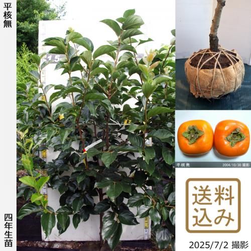 <img class='new_mark_img1' src='https://img.shop-pro.jp/img/new/icons14.gif' style='border:none;display:inline;margin:0px;padding:0px;width:auto;' />2025ǯͽʡġ(³) ʿ̵(Ҥ餿ͤʤ)[Ϸ 2022ǯ:L]