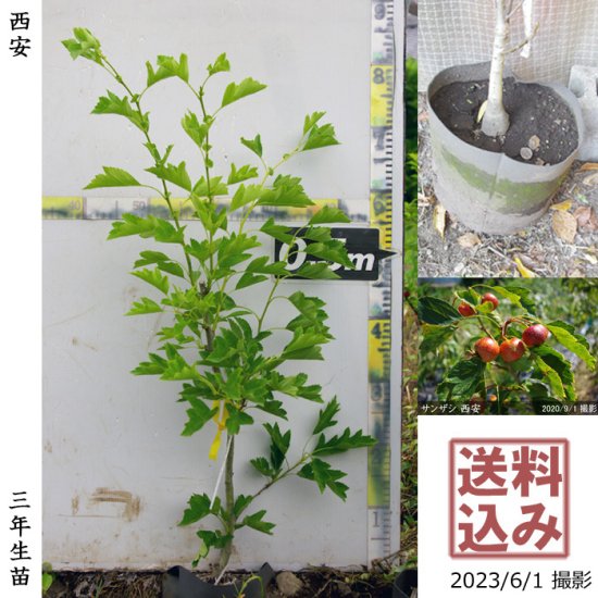 サンザシ(山査子) 西安(セイアン)の地中ポット苗[三年生苗] - 果樹苗・大苗・苗木販売の隅田農園@京都亀岡