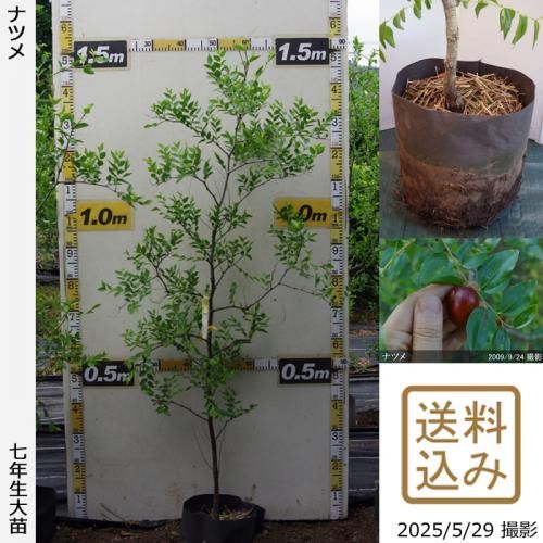 <img class='new_mark_img1' src='https://img.shop-pro.jp/img/new/icons14.gif' style='border:none;display:inline;margin:0px;padding:0px;width:auto;' />ڽ缡вġʥĥ(ܧ)[24cmݥå 2019ǯ:M]ռӡ