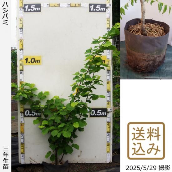 【順次出荷中】3年生苗◇ハシバ