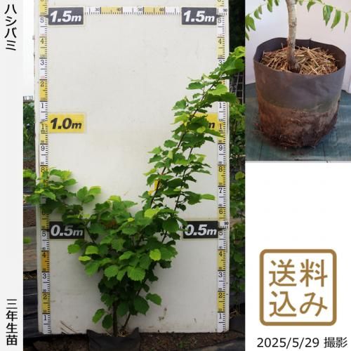 <img class='new_mark_img1' src='https://img.shop-pro.jp/img/new/icons14.gif' style='border:none;display:inline;margin:0px;padding:0px;width:auto;' />ڽ缡в3ǯġϥХ()[ݥå 2023ǯ:L]