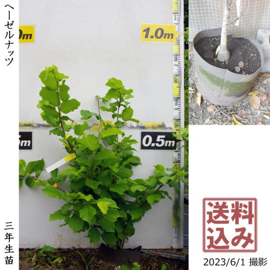 ヘーゼルナッツ(西洋ハシバミ)の地中ポット苗 - 果樹苗・大苗・苗木販売の隅田農園@京都亀岡