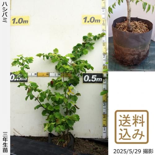 <img class='new_mark_img1' src='https://img.shop-pro.jp/img/new/icons14.gif' style='border:none;display:inline;margin:0px;padding:0px;width:auto;' />ڽ缡в3ǯġϥХ()[ݥå 2023ǯ:S]