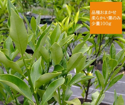 柑橘類の葉っぱ アゲハチョウ幼虫のエサ 150グラム以上 無農薬栽培