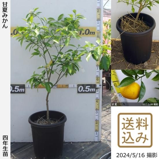 【即発送可能】【注意!農薬使用