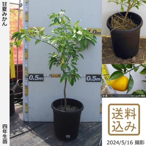 【即発送可能】【注意!農薬使用