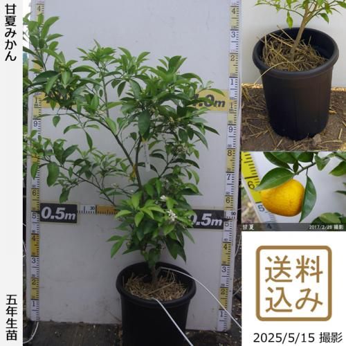 <img class='new_mark_img1' src='https://img.shop-pro.jp/img/new/icons14.gif' style='border:none;display:inline;margin:0px;padding:0px;width:auto;' />¨ȯǽۡաѡġ ŲƤߤ[̼ȭ 2021ǯ:M]ռӡ
