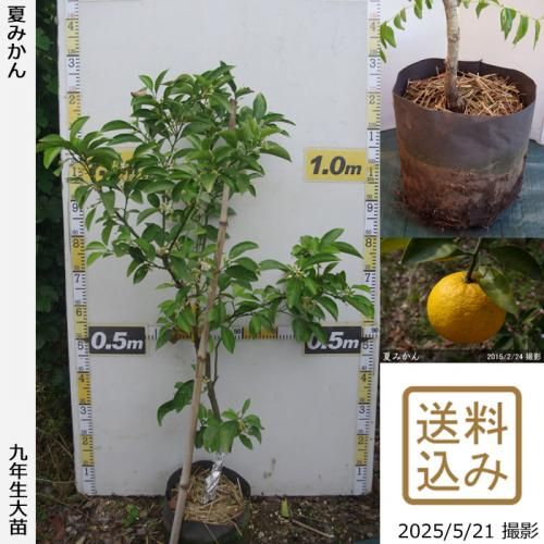 <img class='new_mark_img1' src='https://img.shop-pro.jp/img/new/icons14.gif' style='border:none;display:inline;margin:0px;padding:0px;width:auto;' />ڽ缡вۡԻѡڥॷﳲۡġ Ƥߤ[ݥå 2017ǯ:S]ռӡ