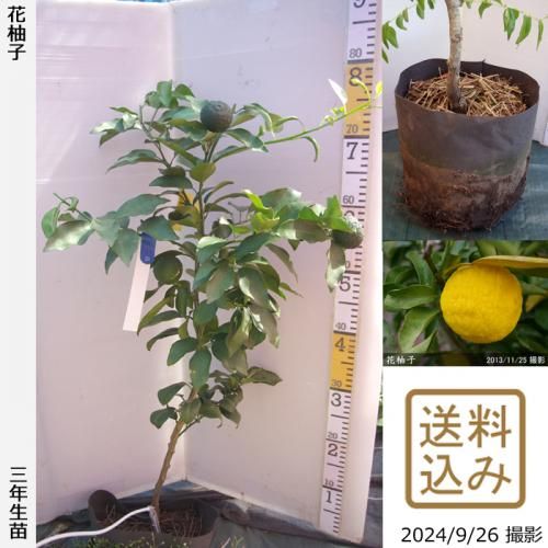 【順次出荷中】◇農薬不使用【エ