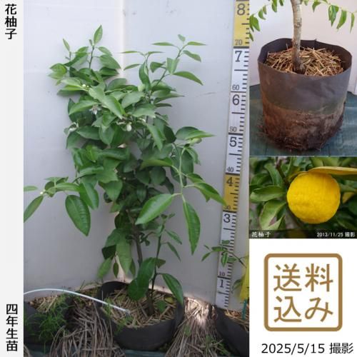 <img class='new_mark_img1' src='https://img.shop-pro.jp/img/new/icons14.gif' style='border:none;display:inline;margin:0px;padding:0px;width:auto;' />ڽ缡вۡԻѡڥॷﳲġ ͮ(ϥʥ桦֥楺)[ݥå 2022ǯ:S]ռӡ