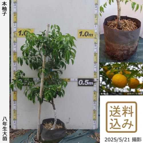 <img class='new_mark_img1' src='https://img.shop-pro.jp/img/new/icons14.gif' style='border:none;display:inline;margin:0px;padding:0px;width:auto;' />ڽ缡вۡԻѡڥॷﳲġ ͮ(ۤ椺)[ݥå 2018ǯ:S]ռӡ
