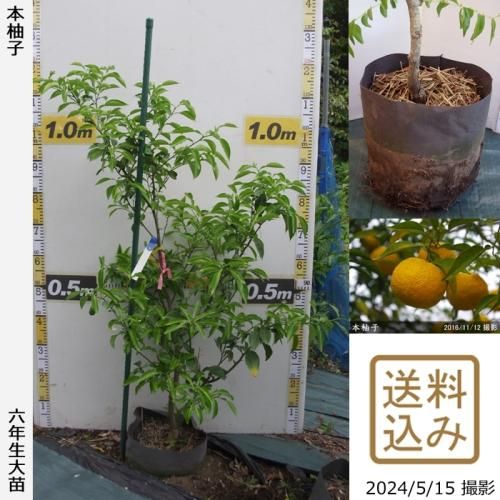 【順次出荷中】◇農薬不使用【エ