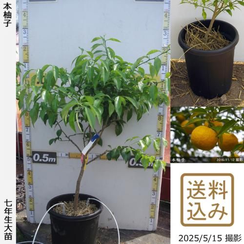 ユズ（柚子）：花柚（ハナユ）6号鉢植え[実付き予定株] の通販