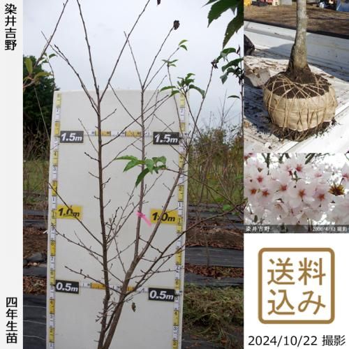 <img class='new_mark_img1' src='https://img.shop-pro.jp/img/new/icons14.gif' style='border:none;display:inline;margin:0px;padding:0px;width:auto;' />ͽʡȯġ() פΤޤ[Ϸ 2016ǯ:LL]緿