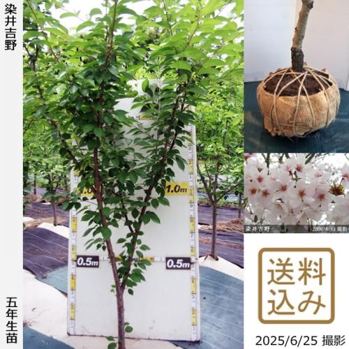 <img class='new_mark_img1' src='https://img.shop-pro.jp/img/new/icons14.gif' style='border:none;display:inline;margin:0px;padding:0px;width:auto;' />2025ǯͽʡġ()(ᥤ襷)[Ϸ 2021ǯ:LL]緿