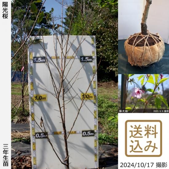 【順次出荷中】3年生苗◇サクラ