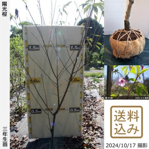 【順次出荷中】3年生苗◇サクラ