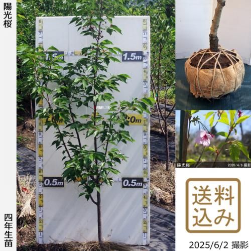 <img class='new_mark_img1' src='https://img.shop-pro.jp/img/new/icons14.gif' style='border:none;display:inline;margin:0px;padding:0px;width:auto;' />2025ǯͽʡġ()۸(襦)[Ϸ 2022ǯ:L]緿