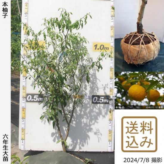【順次出荷中】◇農薬不使用【エ