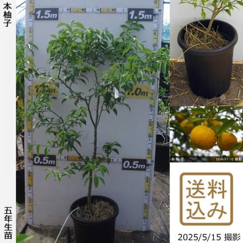 農薬不使用 カンキツ類の鉢苗 - 果樹苗木・成木通販の 特等大苗