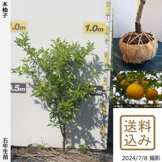 【受付出荷停止中】◇農薬不使用