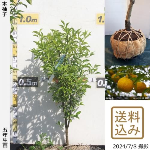 【受付出荷停止中】◇農薬不使用