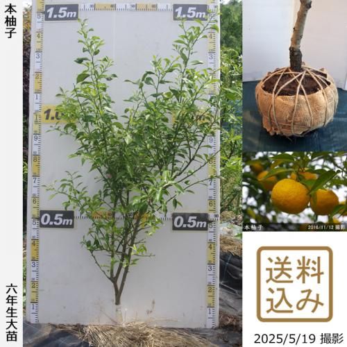 <img class='new_mark_img1' src='https://img.shop-pro.jp/img/new/icons14.gif' style='border:none;display:inline;margin:0px;padding:0px;width:auto;' />【2025年度予約商品】◇農薬不使用【エカキムシ被害大】大苗◇柑橘類 本柚子(ほんゆず)[地掘苗 2020年:M]