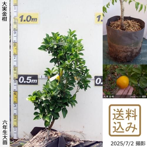 <img class='new_mark_img1' src='https://img.shop-pro.jp/img/new/icons14.gif' style='border:none;display:inline;margin:0px;padding:0px;width:auto;' />2025ǯͽʡۡԻѡڥॷﳲġ ¶ⴻ(ߤ󤫤)[ݥå 2020ǯ:]ռӡ