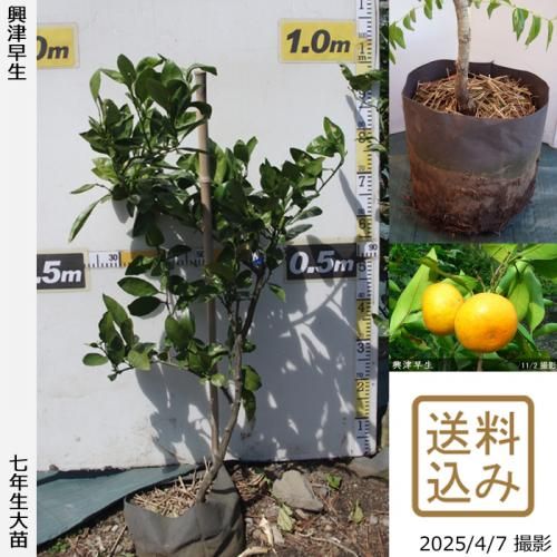 【順次出荷中】◇農薬不使用【エ