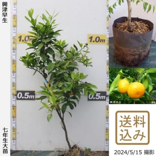 【順次出荷中】◇農薬不使用【エ