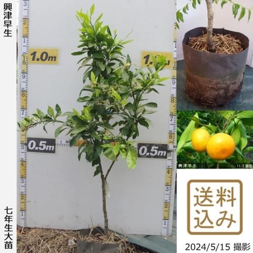 【順次出荷中】◇農薬不使用【エ