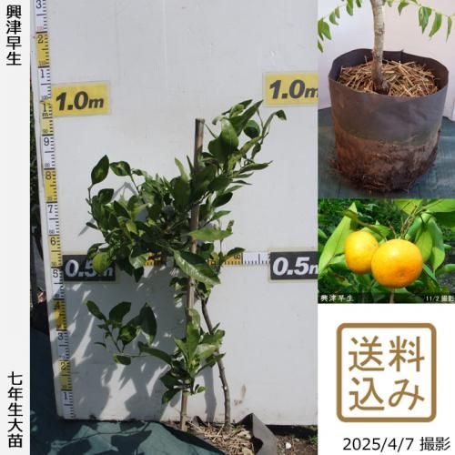 <img class='new_mark_img1' src='https://img.shop-pro.jp/img/new/icons14.gif' style='border:none;display:inline;margin:0px;padding:0px;width:auto;' />ڽ缡вۡԻѡڥॷﳲġ ߤ [ݥå 2018ǯ:S]