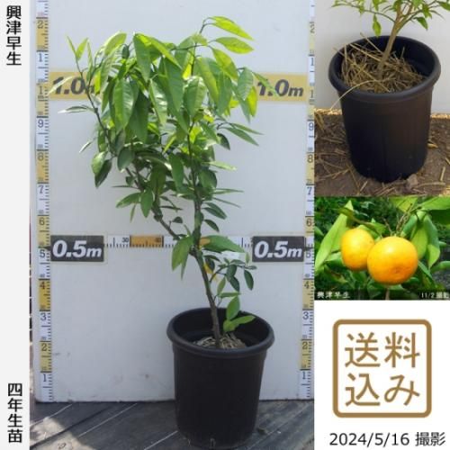 【即発送可能】◇農薬不使用【エ