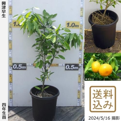 【即発送可能】◇農薬不使用【エ