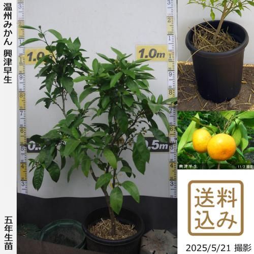<img class='new_mark_img1' src='https://img.shop-pro.jp/img/new/icons14.gif' style='border:none;display:inline;margin:0px;padding:0px;width:auto;' />¨ȯǽۡԻѡڥॷﳲġ ߤ [̼ȭ 2021ǯ:M]ռӡ