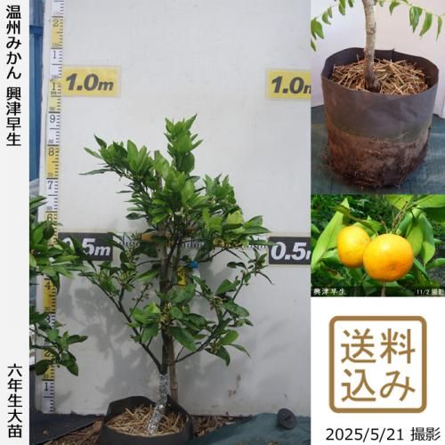 果樹苗 みかん苗 興津早生 おきつわせ 楽天市場】【送料無料】みかんの