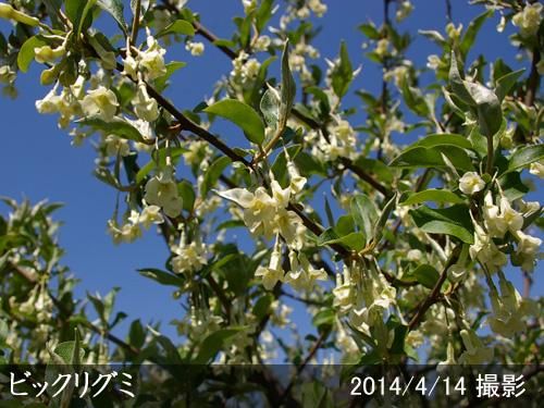 【予約商品】大苗◇グミ(茱萸)